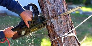 Reliable Nikiski, AK Tree Care Solutions