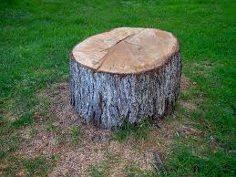 How Our Tree Care Process Works  in  Nikiski, AK